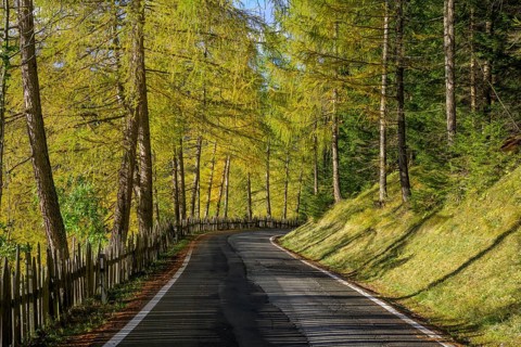 Zamser Strasse with autumnal larch forest