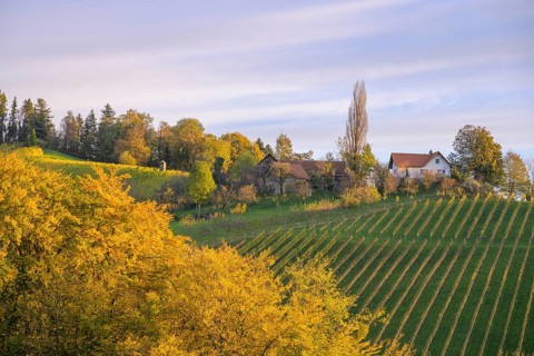 Vineyards in the morning light