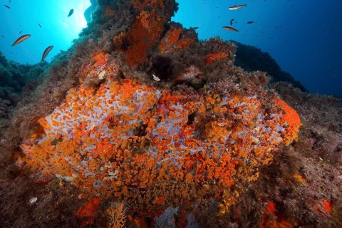 Yellow cluster anemone