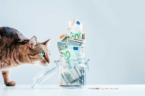 Cat posing on the background of a piggy bank. The concept of expenses for the maintenance of thoroughbred breeds of pets.