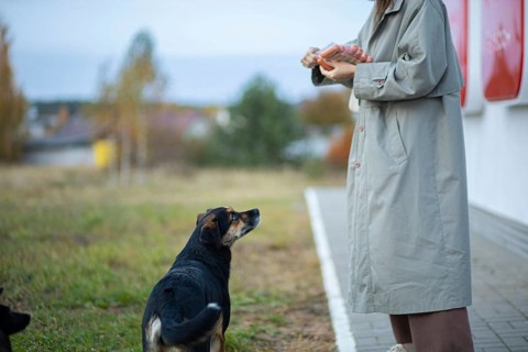 Young woman volunteer feeding a family of stray dogs on the street