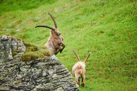 Alpine ibex