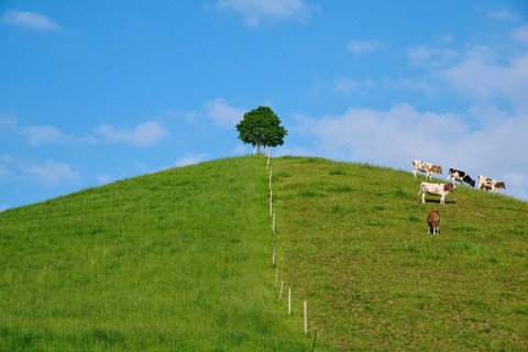 Cows grazing on a green hill under a single linden tree on a sunny day with blue sky
