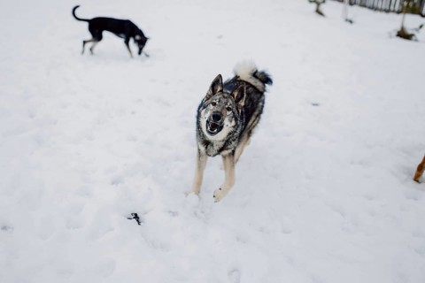 Siberian husky on a walk on a winter day in an animal shelter