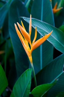 False birds-of-paradise