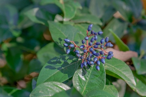 Close-up of a durillo plant