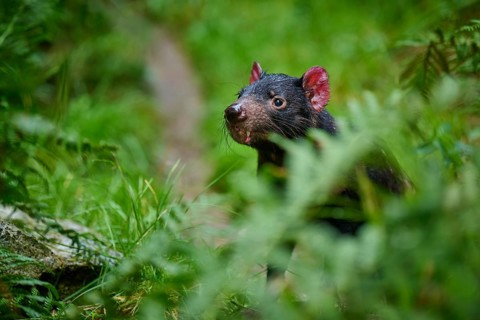 Tasmanian devil