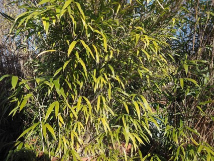 Bamboo tree leaves background