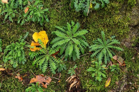 Herbs on the Donkey Trail to Drachenfels
