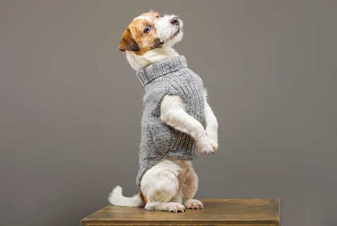 Charming Jack Russell posing in a studio in a warm gray sweater.