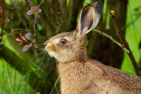 European brown hare