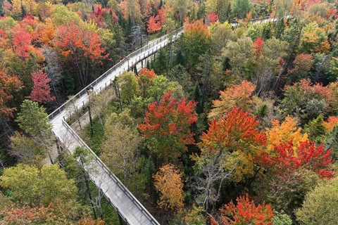 Tree top walkway in autumn
