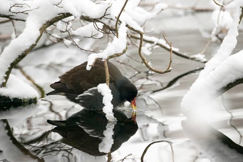 Pond hen