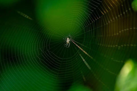 Spider's web with spider in the centre