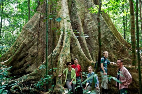 Group of tourists in front of a huge jungle tree
