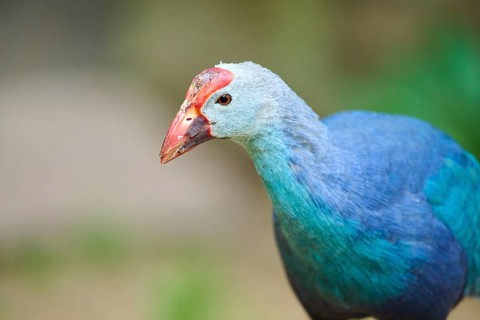Western swamphen