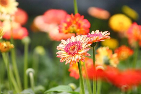 Close-up of colorful gerbera daisies with a defocused background