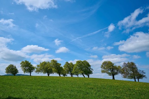 Meadow with copper beeches with cloudy sky in spring