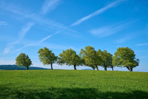 Meadow with copper beeches in spring