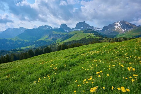 Dandelion in bloom on an alpine meadow with cloudy sky over the mountains
