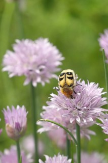 Beetle