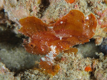 Brown leaf scorpionfish