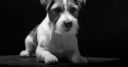 Purebred Jack Russell is lying on a pedestal in the studio and looking at the camera.