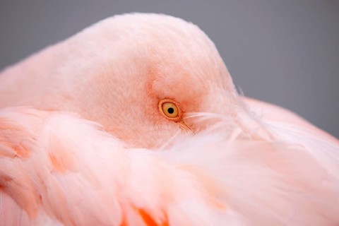 American flamingo
