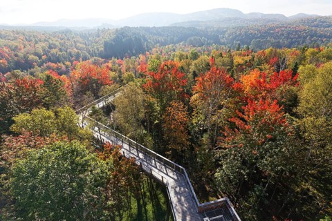 Tree top walkway in autumn