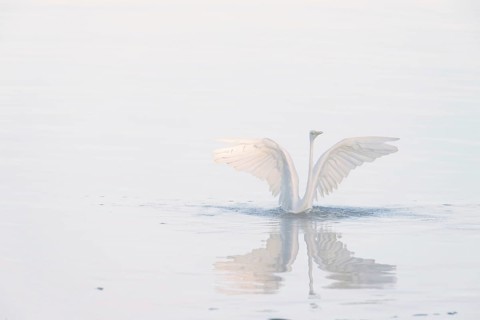Great egret