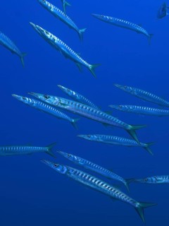 School of fish