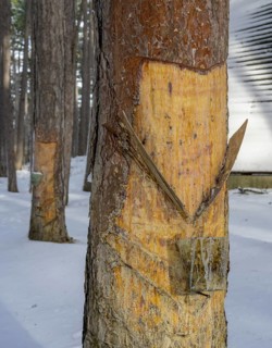 Pecher trees in front of the Pecher Chapel