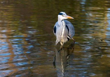 Grey heron or grey heron