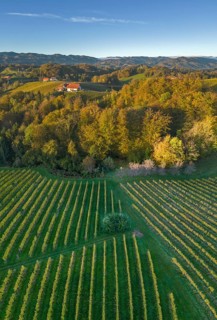 Aerial view of vineyards in the morning light
