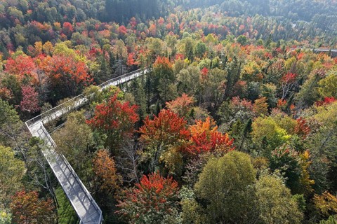 Tree top walkway in autumn