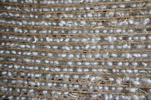 Silkworm farm