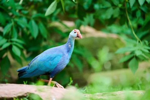 Western swamphen
