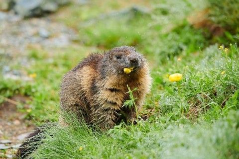 Alpine marmot