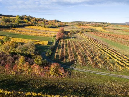Aerial view of autumn vineyards