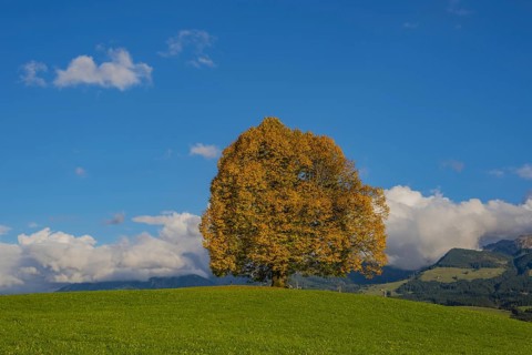Peace lime tree