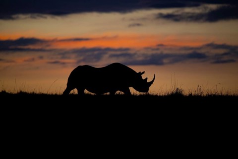 Black rhinoceros