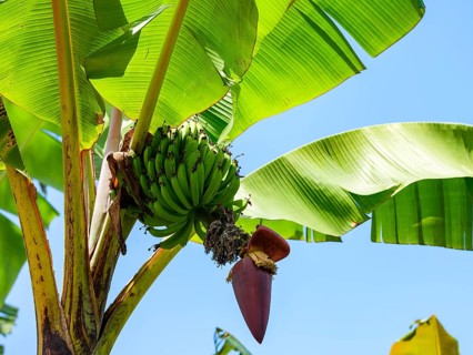Green bananas on a banana tree