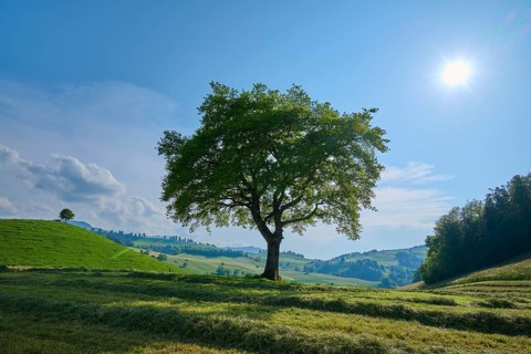 Single oak tree on a mown meadow under a blue sky with sun