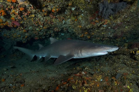 Sand tiger shark