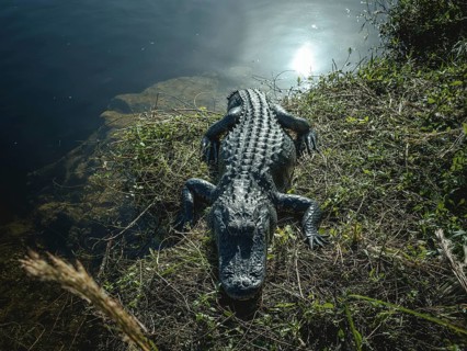 Alligator
