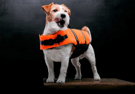 Pedigreed Jack Russell in the costume of a lifeguard Malibu stands on a pedestal in the studio.