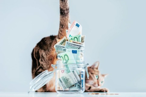 Cat posing on the background of a piggy bank. The concept of expenses for the maintenance of thoroughbred breeds of pets.