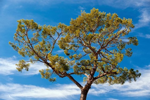 Pine