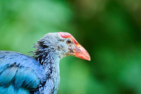 Western swamphen