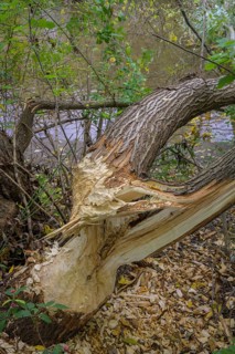 Tree felled by a beaver on the Triesting